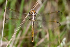 Libellula comanche