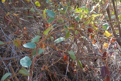 Muehlenbeckia hastulata