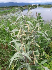 Persicaria lapathifolia lanata