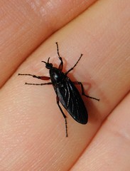 Bibio femoratus