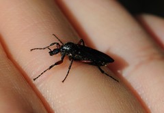 Bibio femoratus