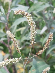 Persicaria lapathifolia lanata