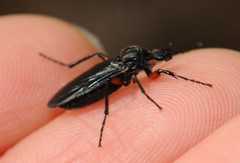 Bibio femoratus
