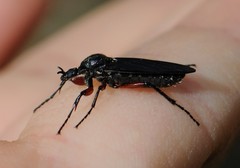 Bibio femoratus