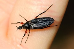 Bibio femoratus