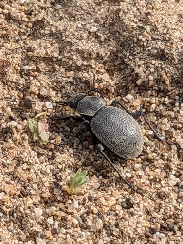 Calosoma luxatum photo 5