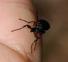 Bibio femoratus