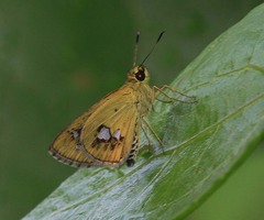 Scobura isota