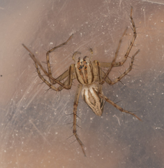 Oxyopes elegans