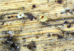 Gloiocephala phormiorum