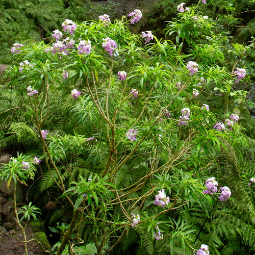 Erysimum bicolor