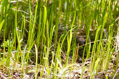 Lilaeopsis carolinensis