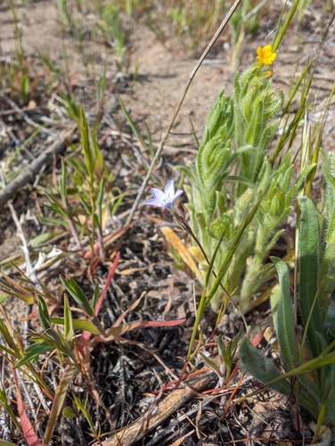 Image of Gilia sinuata by no rights reserved