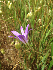 Brodiaea elegans elegans