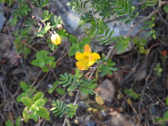 Chamaecrista greggii