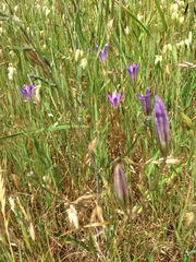 Brodiaea elegans elegans