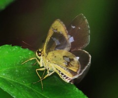 Scobura isota