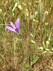 Brodiaea elegans elegans