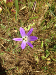 Brodiaea elegans elegans