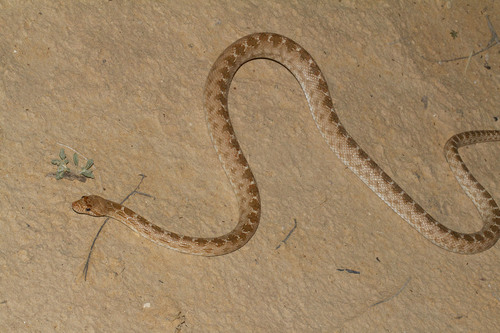Spalerosophis diadema