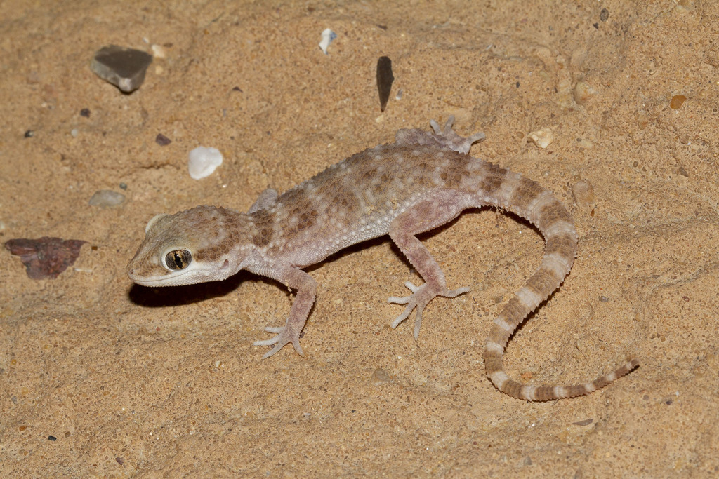 Blanford's Rock Gecko