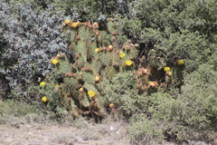 Opuntia robusta