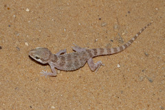 Blanford's Rock Gecko photo 2