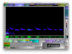 Tadarida brasiliensis