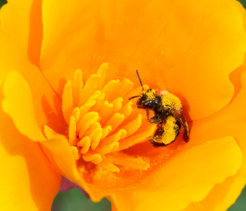 Blue-and-black Mining Bee photo 3