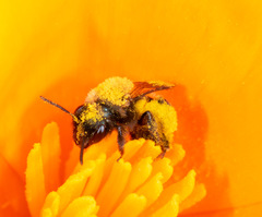 Andrena nigrocaerulea