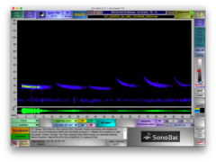 Tadarida brasiliensis