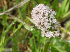 Plectritis macrocera macrocera