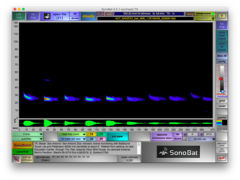 Tadarida brasiliensis