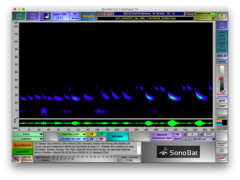 Tadarida brasiliensis