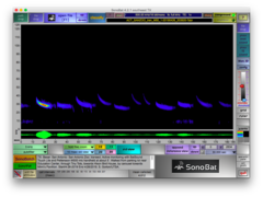 Tadarida brasiliensis