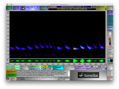 Tadarida brasiliensis