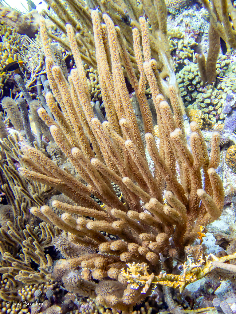 Flagellate False Plexaura