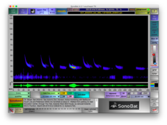 Lasiurus intermedius