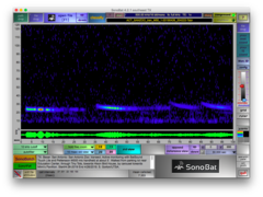 Tadarida brasiliensis