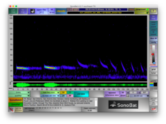 Tadarida brasiliensis