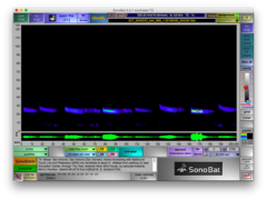 Tadarida brasiliensis
