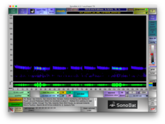 Tadarida brasiliensis