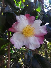 Camellia sasanqua