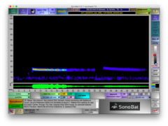 Tadarida brasiliensis