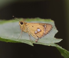 Scobura isota