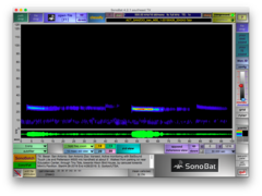 Tadarida brasiliensis