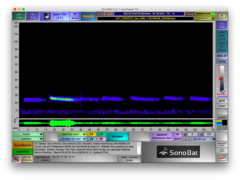 Tadarida brasiliensis