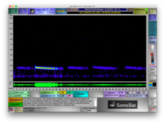 Tadarida brasiliensis