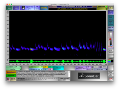 Tadarida brasiliensis