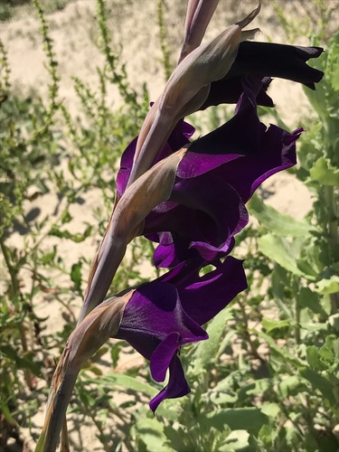Another photo of Sword Lily
